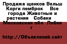 Продажа щенков Вельш Корги пемброк  - Все города Животные и растения » Собаки   . Московская обл.,Лобня г.